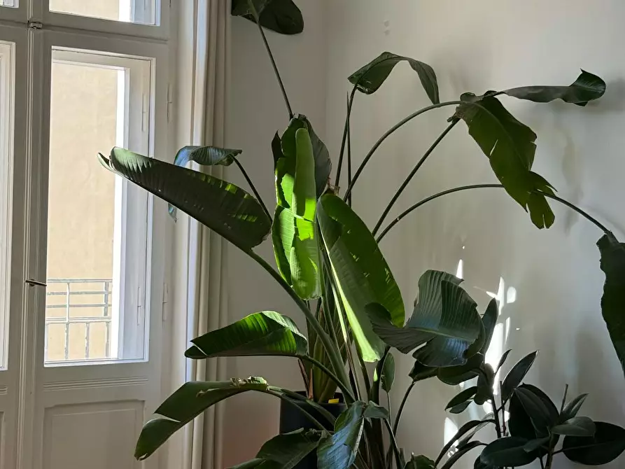 Immagine 5 di Appartamento in affitto  in Schönhauser Allee a Berlin