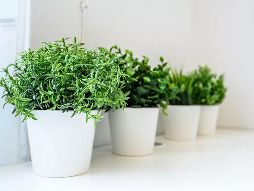 Immagine 8 di Camera in affitto  in Via dello Statuto a Firenze