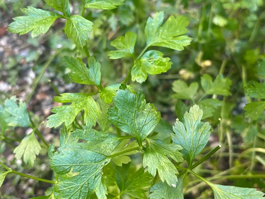 Immagine 10 di Camera in affitto  in Via Sant'Anselmo a Torino
