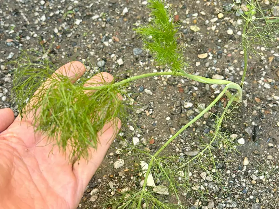 Immagine 8 di Camera in affitto  in Via Sant'Anselmo a Torino