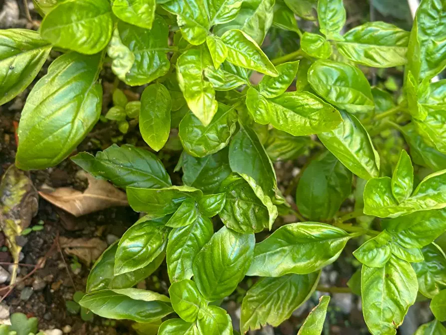 Immagine 7 di Camera in affitto  in Via Sant'Anselmo a Torino