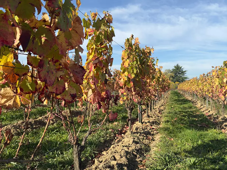 Immagine 8 di Casa indipendente in affitto  in Rue des Mothes a Lalande-de-Pomerol