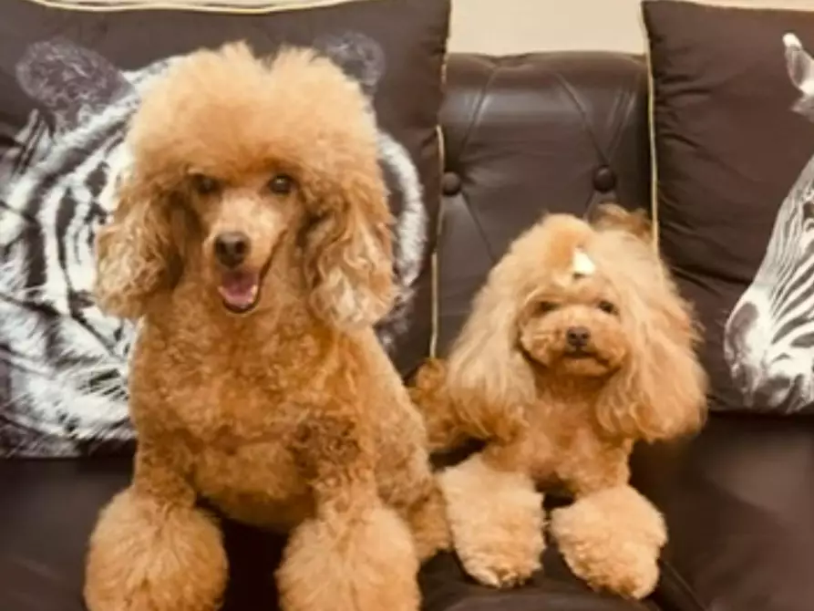 Immagine 10 di Camera in affitto  in Via Salvo d'Acquisto a Argelato