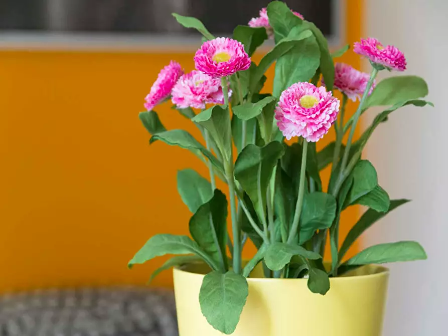 Immagine 6 di Camera in affitto  in Viale Coni Zugna a Milano