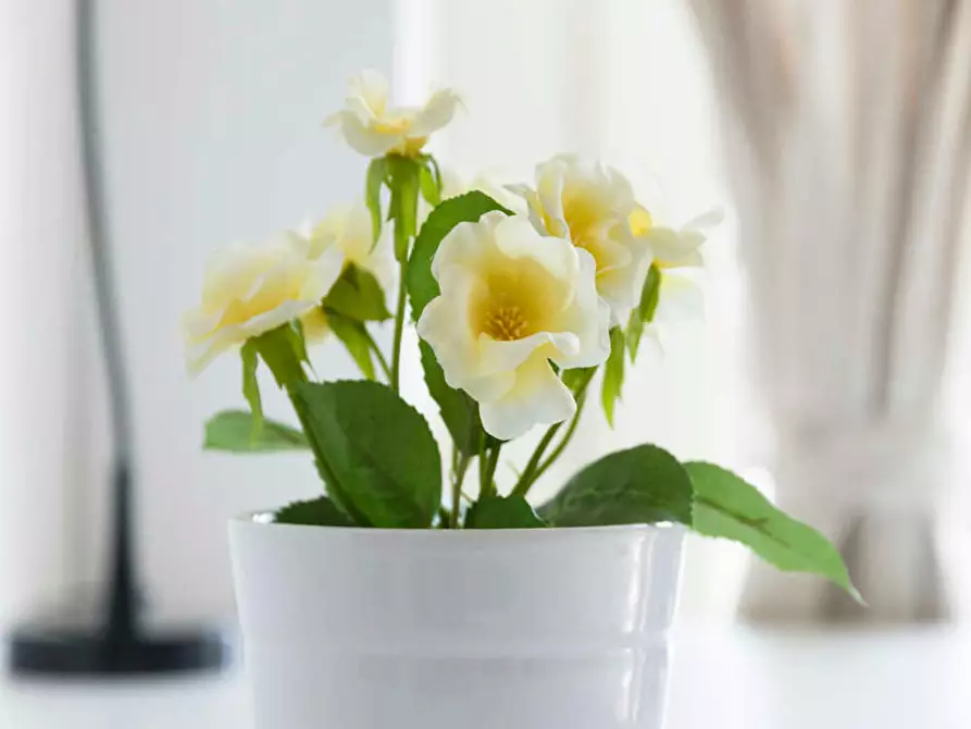 Immagine 7 di Camera in affitto  in Viale Coni Zugna a Milano