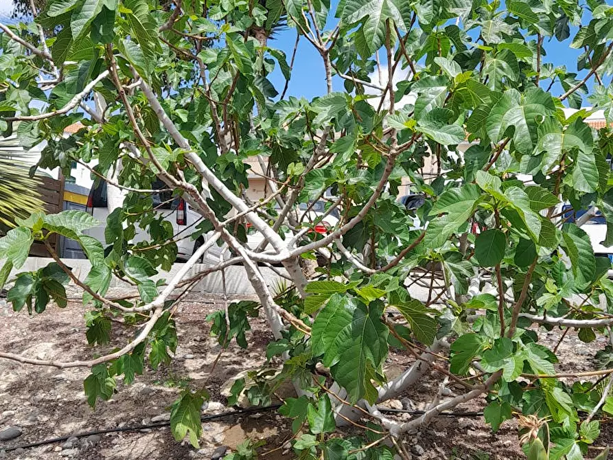 Immagine 2 di Casa indipendente in affitto  in Calle el Pinito a Cruz De Las Animas