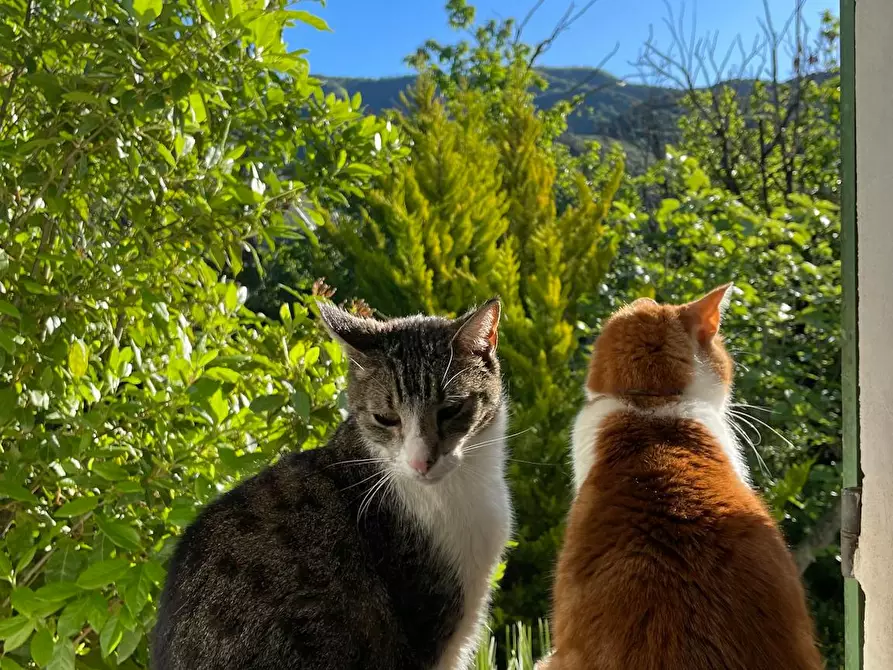Immagine 7 di Casa indipendente in affitto  in Strada La Pineta a Ceriana