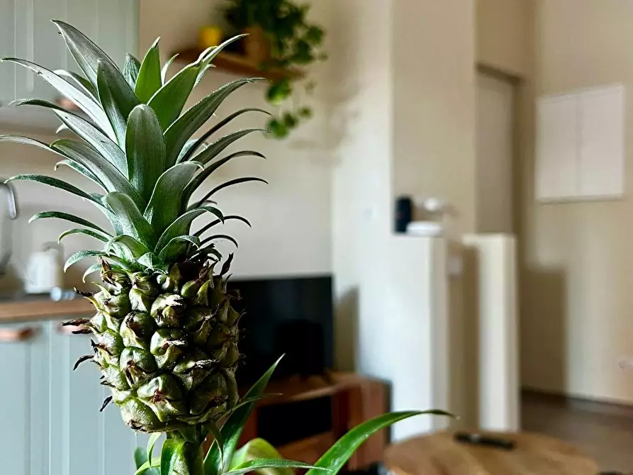 Immagine 5 di Appartamento in affitto  in Viale Libertà a Monza