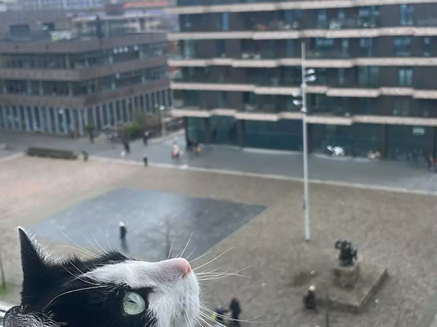 Immagine 5 di Camera in affitto  in Postjesweg a Amsterdam