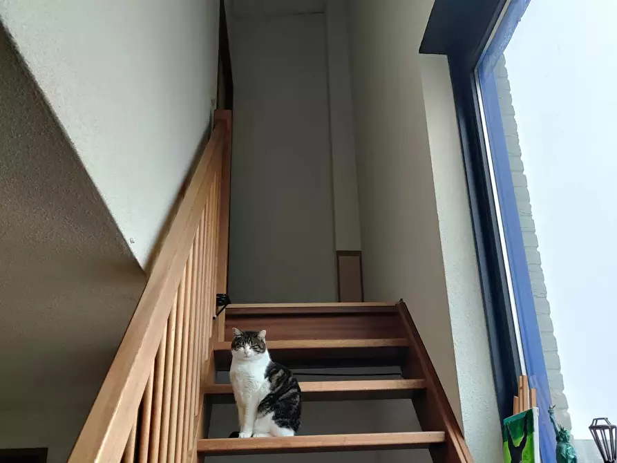 Immagine 3 di Camera in affitto  in Ravensbosch a Maastricht