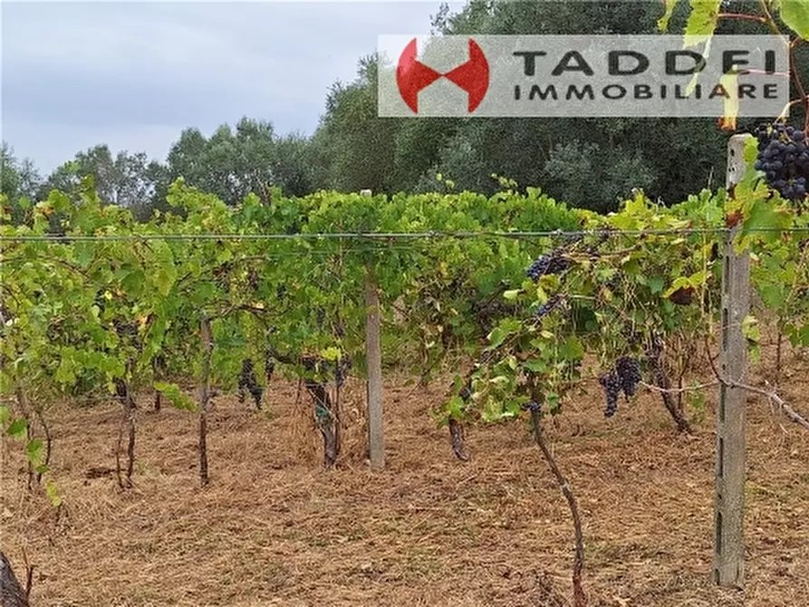 Immagine 70 di Rustico / casale in vendita  a Montespertoli