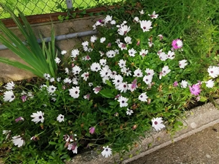 Immagine 26 di Villa in vendita  a Giove