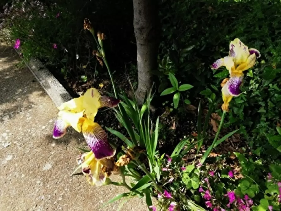 Immagine 29 di Villa in vendita  a Giove