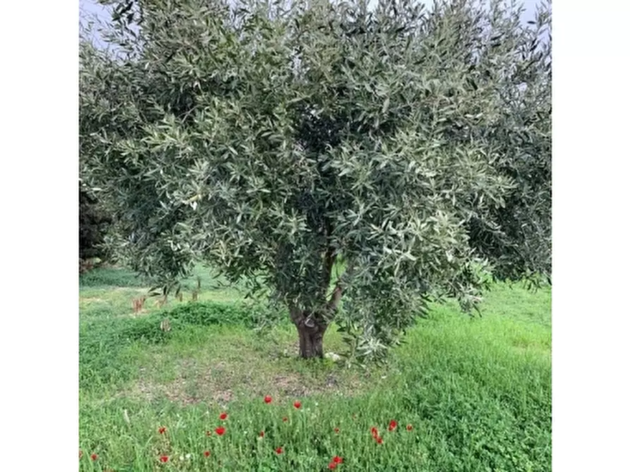 Immagine 2 di Appartamento in vendita  a Empoli