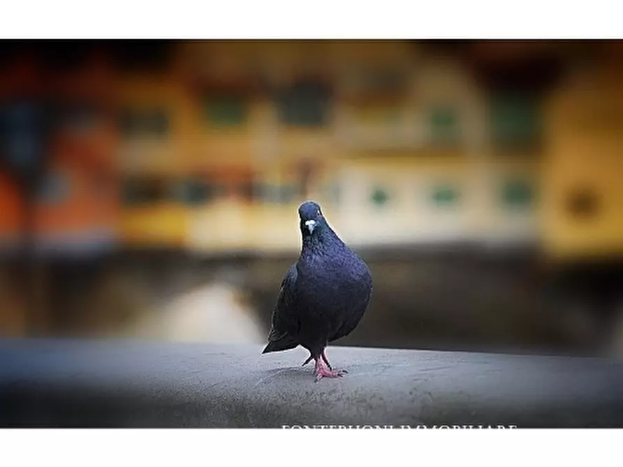 Immagine 3 di Negozio in vendita  a Firenze