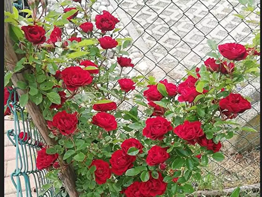 Immagine 8 di Appartamento in vendita  a Cremona