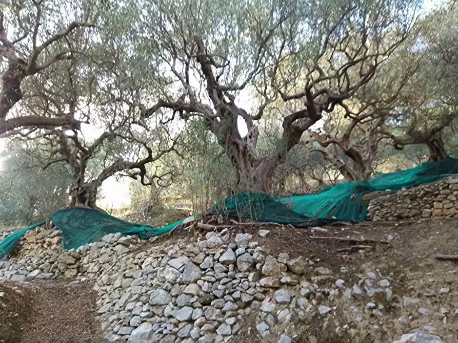 Immagine 7 di Terreno agricolo in vendita  in Via  Bracigliano 1 a Sarno
