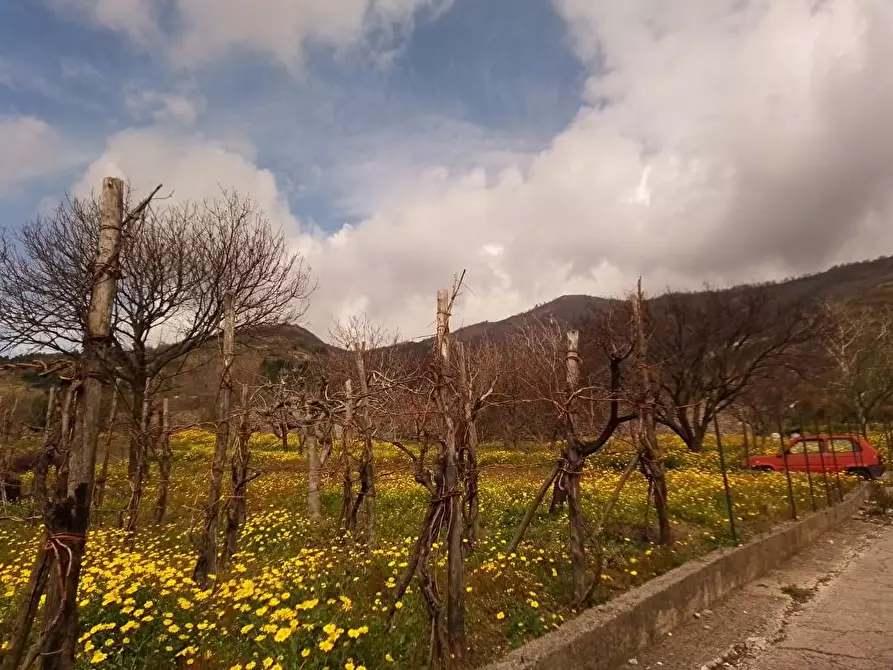 Immagine 4 di Terreno agricolo in vendita  in Via Bracigliano 1 a Sarno