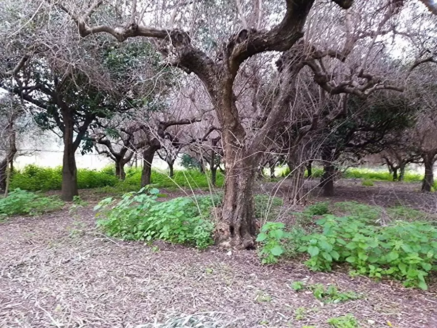 Immagine 4 di Terreno agricolo in vendita  in Via S.Vito 101 a Sarno