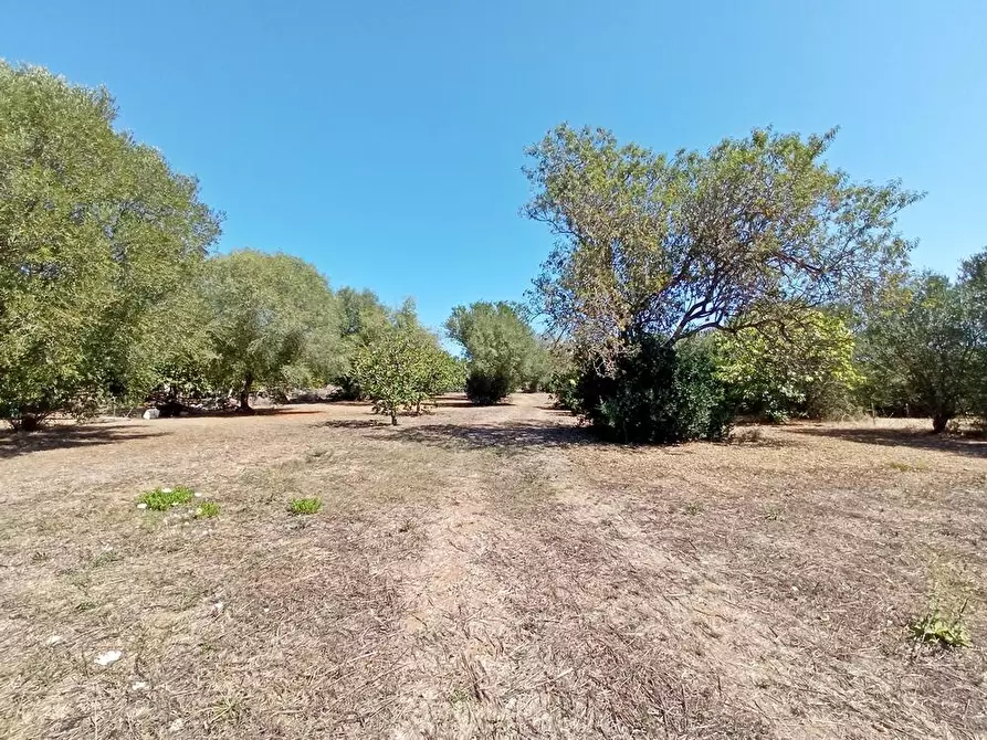 Immagine 5 di Casa colonica in vendita  in SV Pietro d'Ottava 130 a Sassari