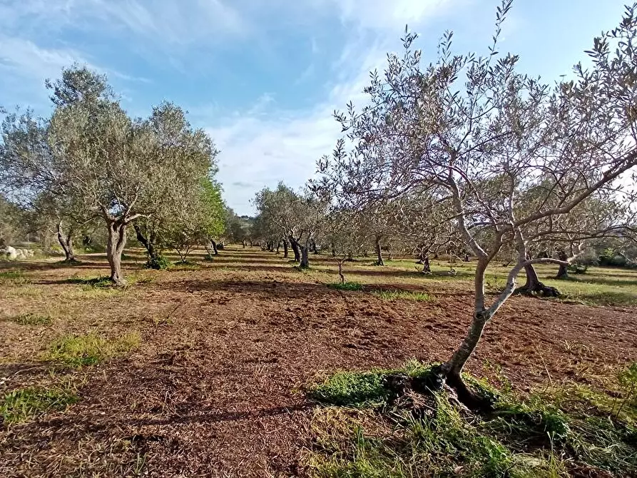 Immagine 5 di Terreno agricolo in vendita  in Str. bancali - argentiera  112 a Sassari