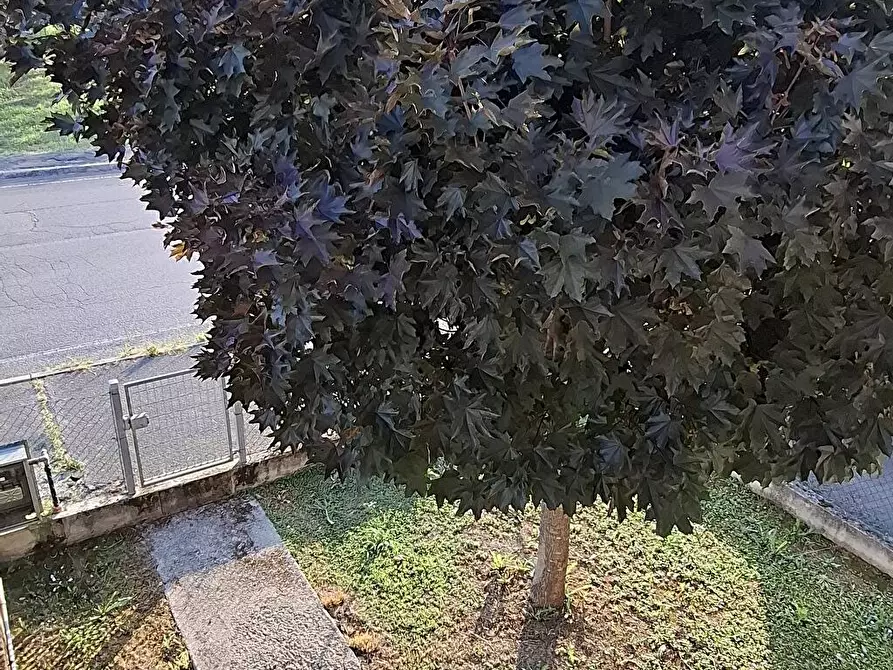 Immagine 10 di Villetta a schiera in vendita  a Boara Pisani