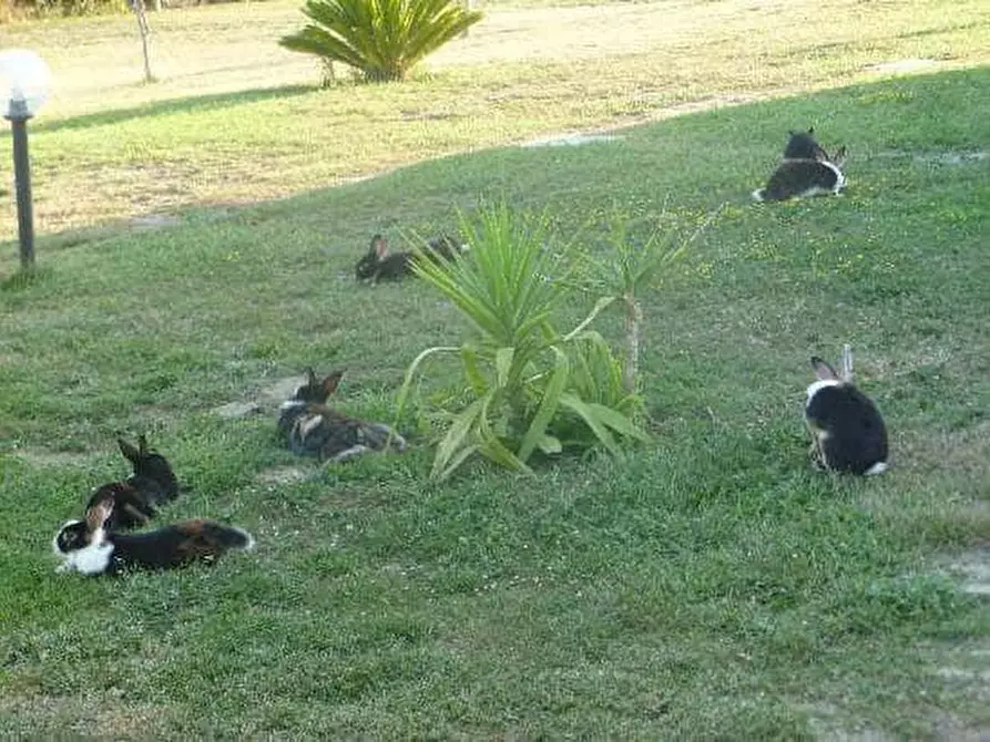 Immagine 12 di Appartamento in affitto  a Grosseto