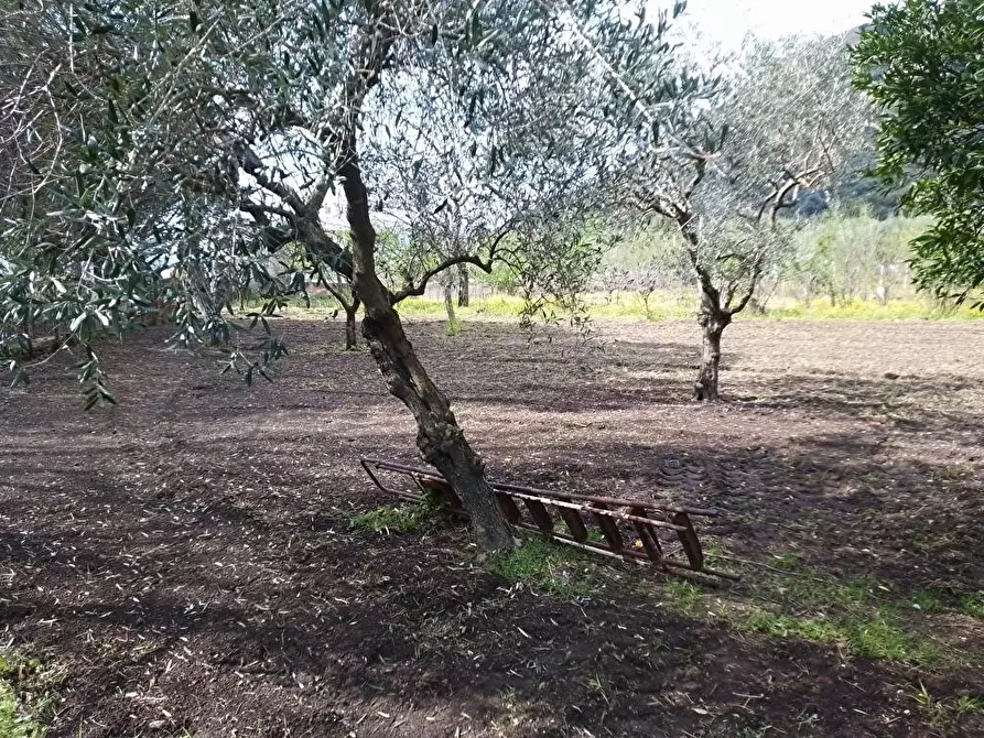 Immagine 4 di Terreno agricolo in vendita  in Via S.Vito  1 a Sarno