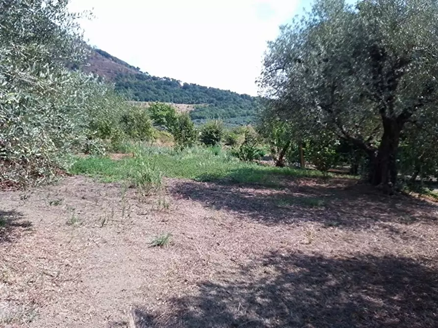 Immagine 4 di Terreno agricolo in vendita  in Via Villa Venere 1 a Sarno