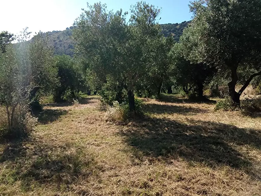 Immagine 2 di Terreno agricolo in vendita  in Via Bracigliano 1 a Sarno