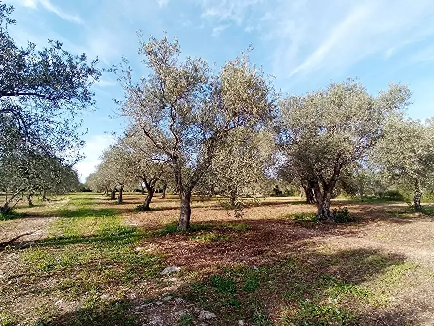 Immagine 4 di Terreno agricolo in vendita  in Str. bancali - argentiera  112 a Sassari