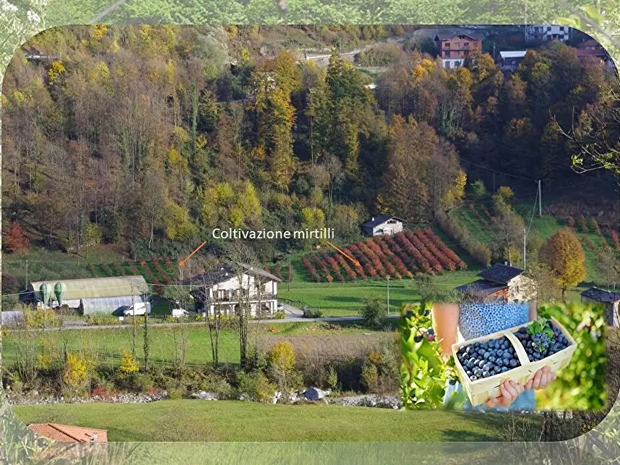 Immagine 2 di Azienda agricola in affitto  in via regione molino 4 a Ceres