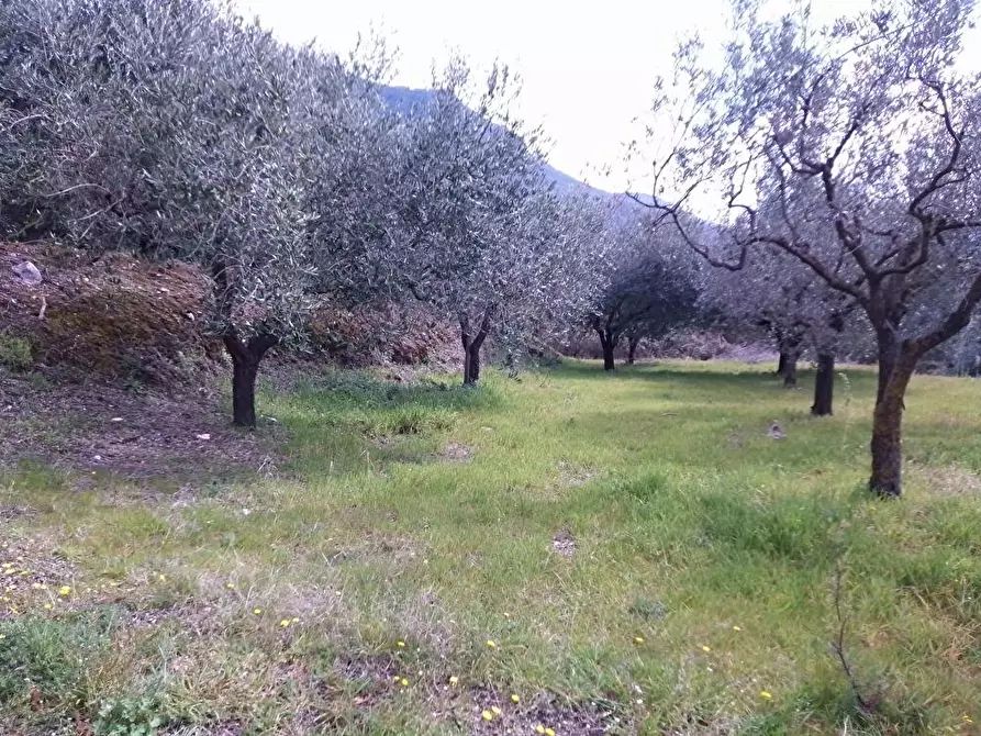 Immagine 3 di Terreno agricolo in vendita  in Episcopio 1 a Sarno