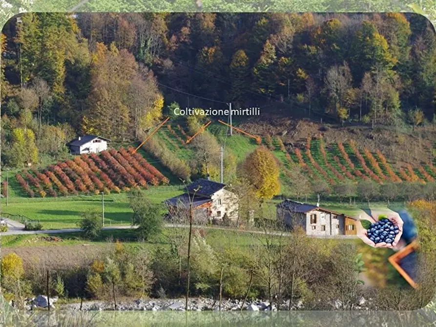 Immagine 1 di Azienda agricola in affitto  in via regione molino 4 a Ceres