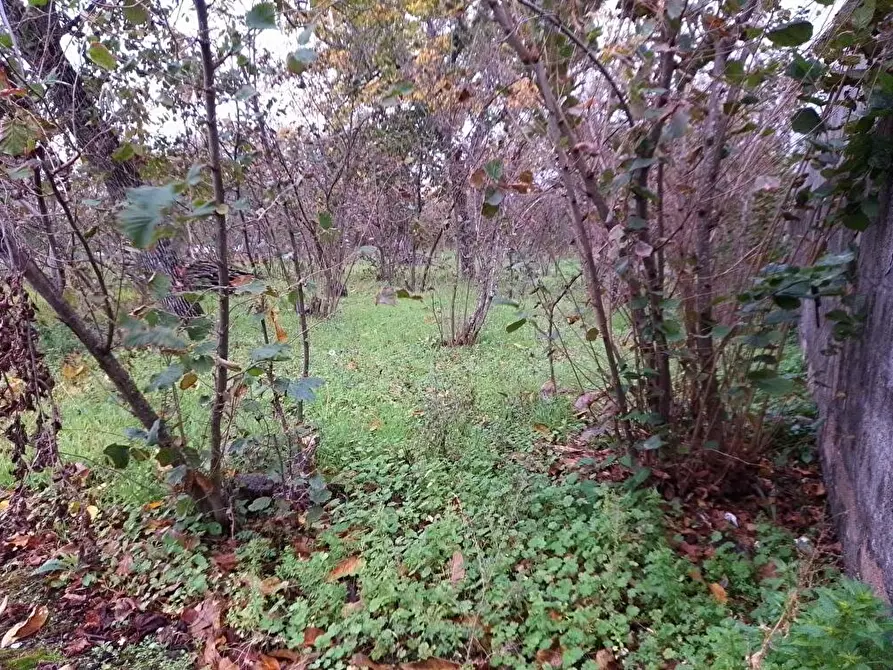 Immagine 4 di Terreno agricolo in vendita  in Via Contrada Boschetto 1 a Sarno