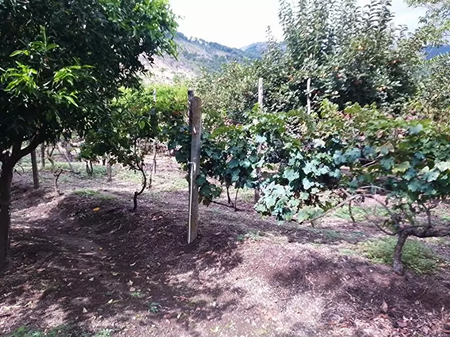 Immagine 11 di Terreno agricolo in vendita  in Via  San Vito 1 a Sarno