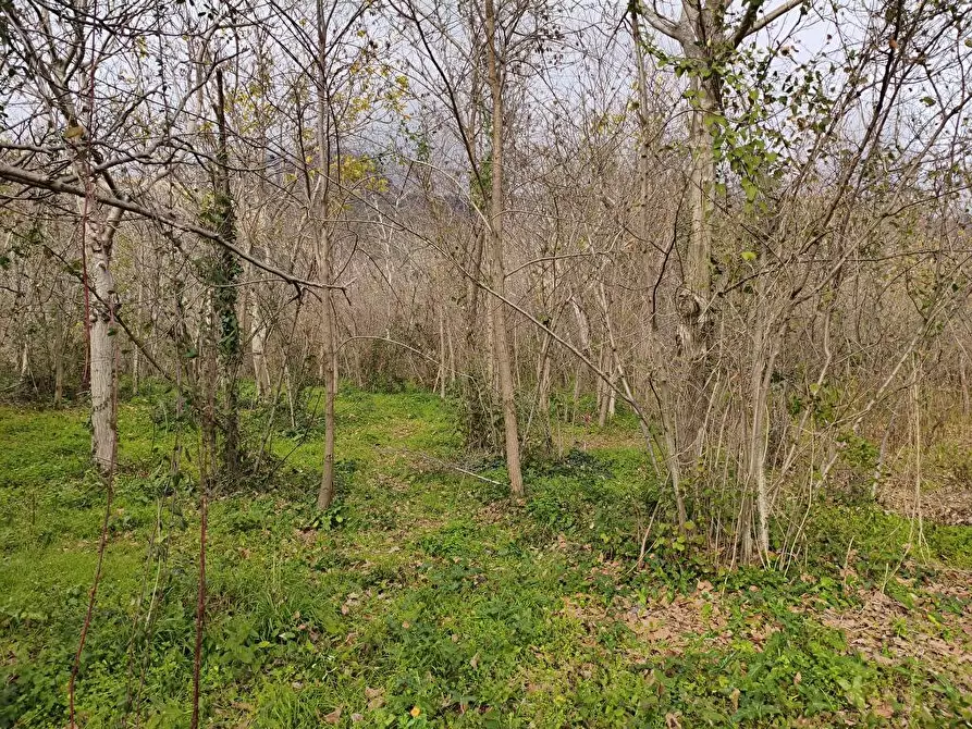 Immagine 9 di Terreno agricolo in vendita  in Via Traversa San Marco 1 a Sarno
