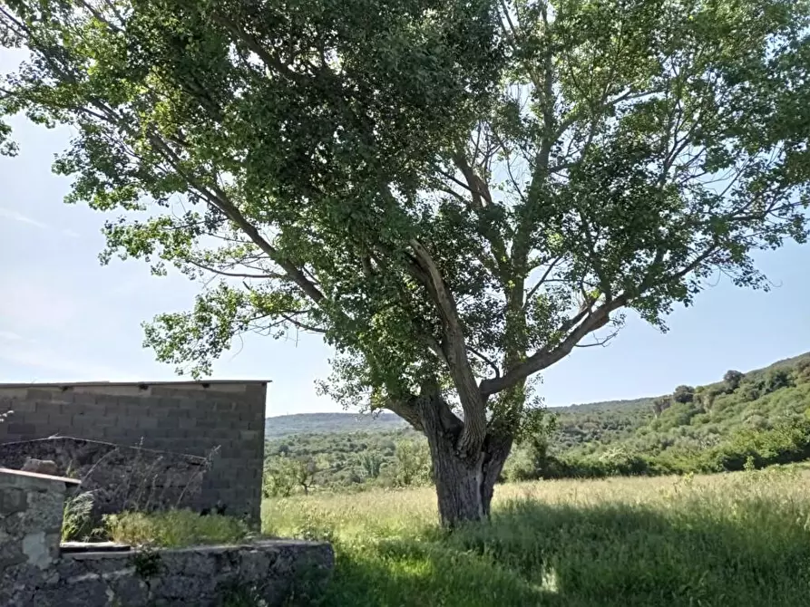 Immagine 18 di Terreno agricolo in vendita  in Matta e Padru snc a Bonorva