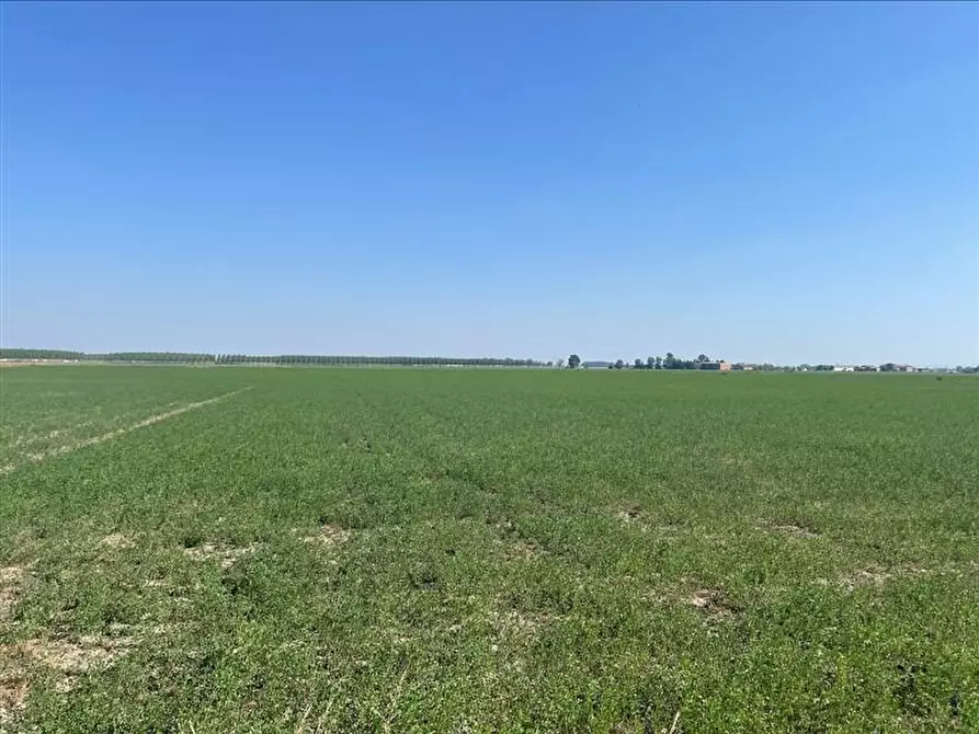 Immagine 6 di Terreno agricolo in vendita  in torricella a Sissa Trecasali