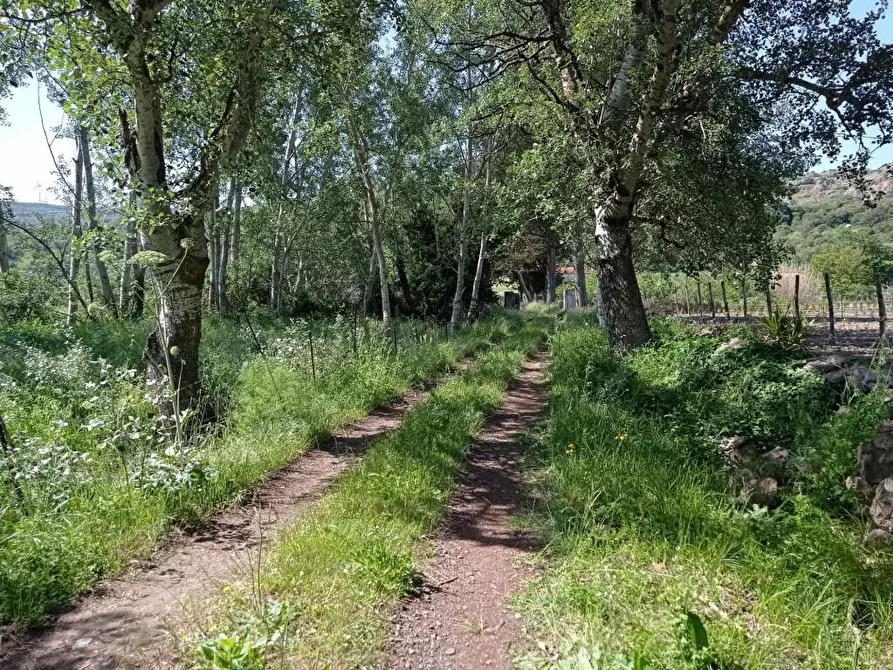Immagine 4 di Terreno agricolo in vendita  in Matta e Padru snc a Bonorva