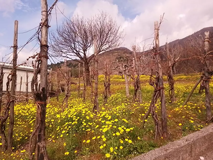 Immagine 3 di Terreno agricolo in vendita  in Via Bracigliano 1 a Sarno