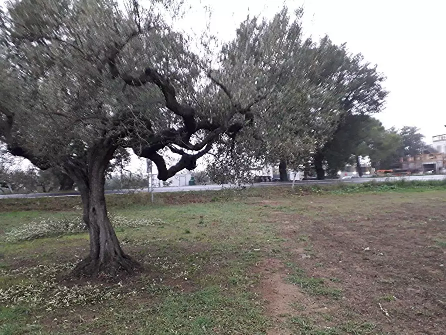 Immagine 14 di Terreno edificabile in vendita  in Via Faresi a Cepagatti