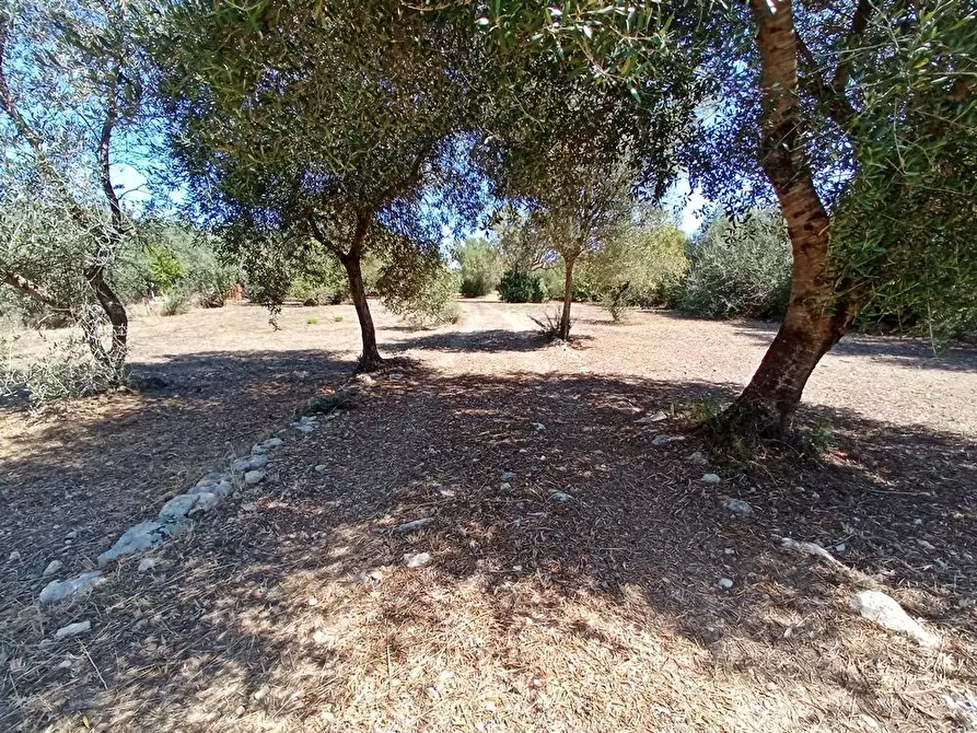 Immagine 14 di Casa colonica in vendita  in SV Pietro d'Ottava 130 a Sassari