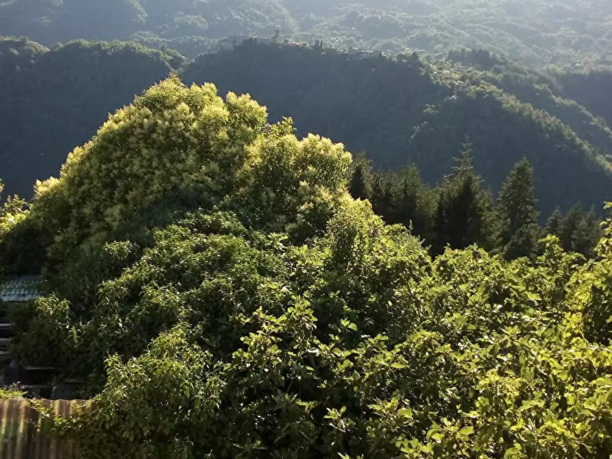 Immagine 1 di Casa colonica in affitto  in Vellano 33 a Pescia