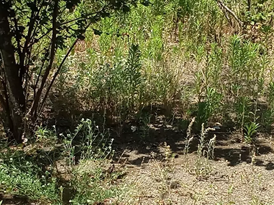 Immagine 5 di Terreno agricolo in vendita  in Via Sant'Eramo 1 a Sarno