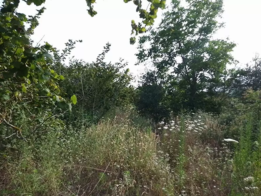 Immagine 4 di Terreno agricolo in vendita  in Via Sant'Eramo 10 a Sarno