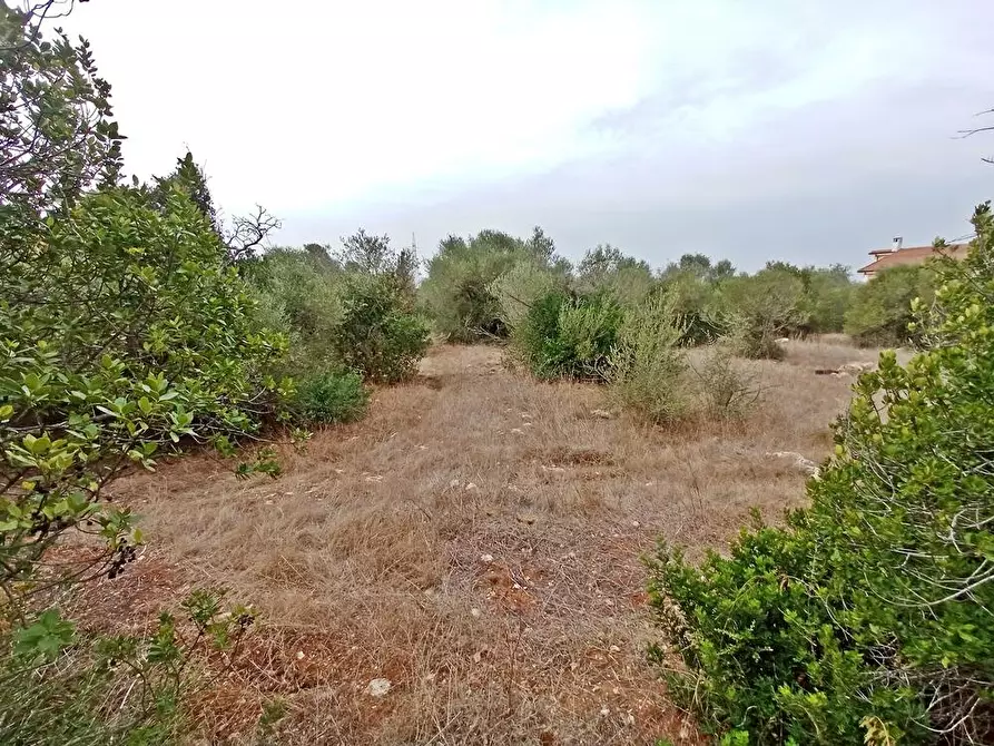 Immagine 8 di Terreno agricolo in vendita  in Li Curuneddi Tronco B snc a Sassari