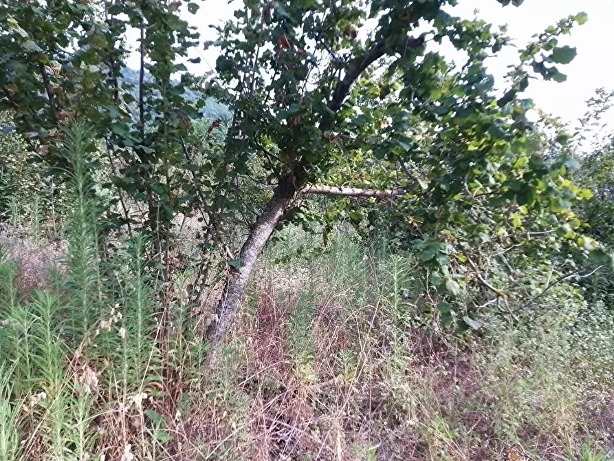 Immagine 5 di Terreno agricolo in vendita  in Via Sant'Eramo 10 a Sarno