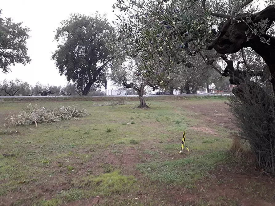 Immagine 18 di Terreno edificabile in vendita  in Via Faresi a Cepagatti