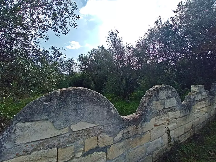 Immagine 6 di Terreno agricolo in vendita  in SV Taniga Baldella snc a Sassari